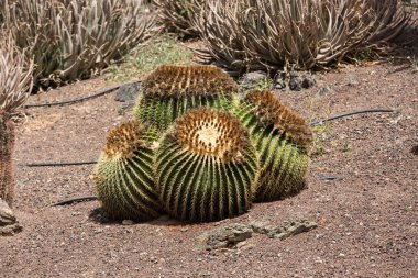 echinocactus grusonii, halk altın varil kaktüs bilinen altın top veya eğlenceli, anne-in-law'ın yastık,
