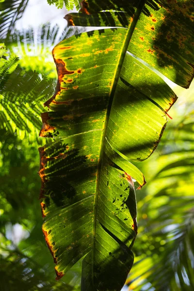 Jardim tropical em Oasis Park em Fuerteventura. Ilha Canária. Espanha — Fotografia de Stock