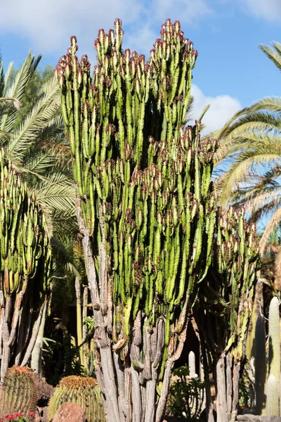 Belle piante di cactus succulente in giardino — Foto Stock