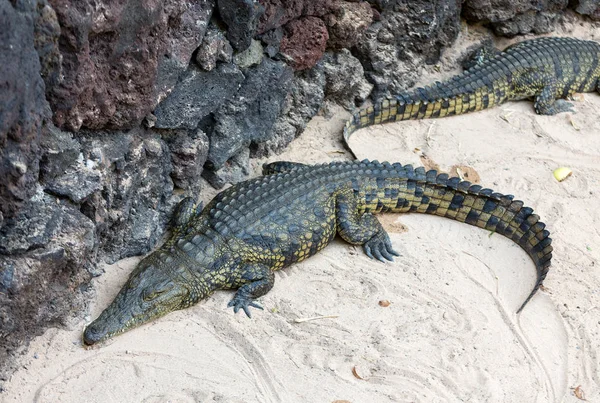 Um perigoso crocodilo em Oasis Park em Fuerteventura, Canary Island — Fotografia de Stock