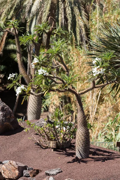 Tropická zahrada v Oasis Park na Fuerteventuře. Kanárské ostrova. Španělsko — Stock fotografie