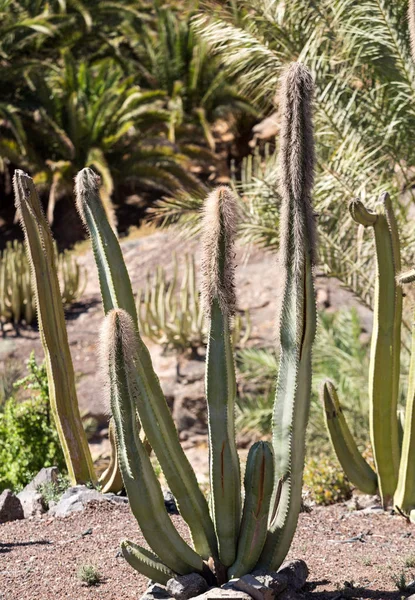 Bahçe içinde güzel etli kaktüs bitkileri — Stok fotoğraf