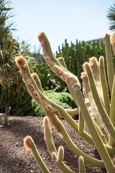 Belle piante di cactus succulente in giardino — Foto Stock