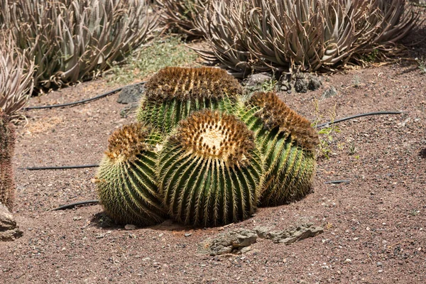 Echinocactus grusonii, populárně známý jako zlatý barrel cactus, Zlatý míč nebo zábavně, matka in-law polštář, — Stock fotografie