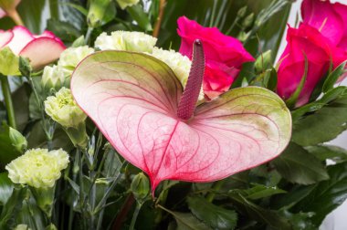 güzel buket taze kırmızı güller ve Antoryum