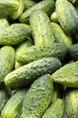 Arka planda bir sürü genç salatalık