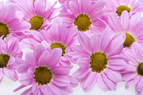 Beauty chrysanthemum flowers — Stock Photo, Image