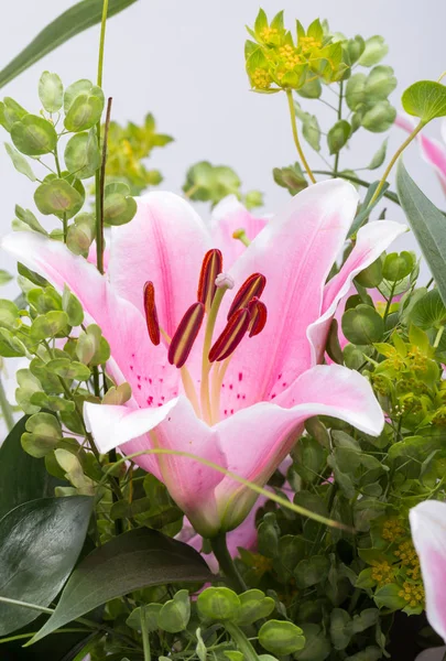 Close up de flor de lírio rosa — Fotografia de Stock