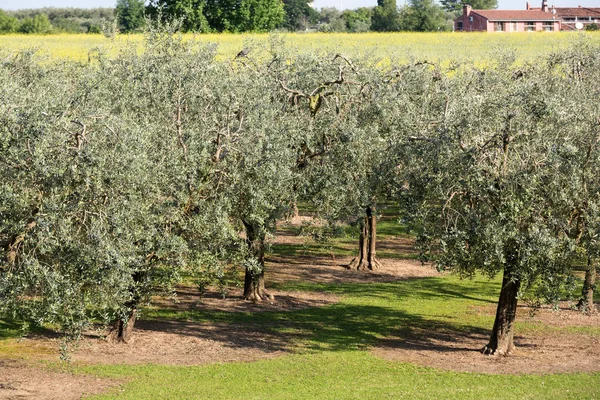 O olival em Lazise no Lago de Garda. Itália — Fotografia de Stock