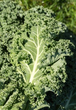 Sağlıklı taze kıvırcık lahana