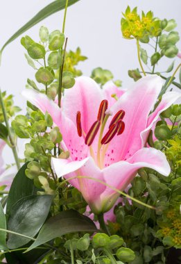 Pembe zambak çiçeğine yaklaş