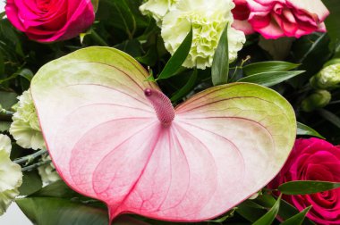 güzel buket taze kırmızı güller ve Antoryum