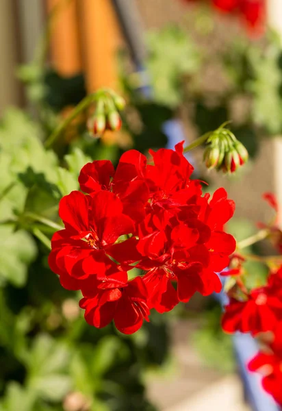 Flor de pelargonio rojo (geranio), floreciendo en un jardín —  Fotos de Stock