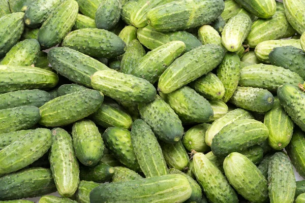 Arka planda bir sürü genç salatalık