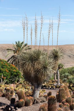 Tropikal Bahçe Fuerteventura Oasis Park'ta. Kanarya Adası. İspanya