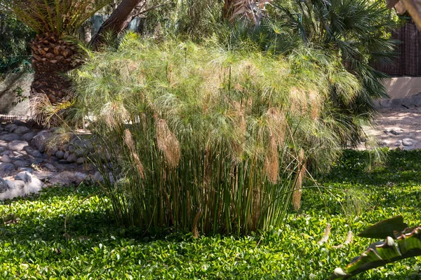 Tropikal Bahçe Fuerteventura Oasis Park'ta. Kanarya Adası. İspanya