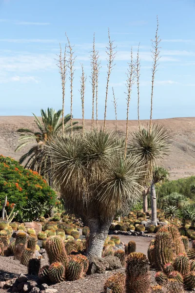 Tropikal Bahçe Fuerteventura Oasis Park'ta. Kanarya Adası. İspanya