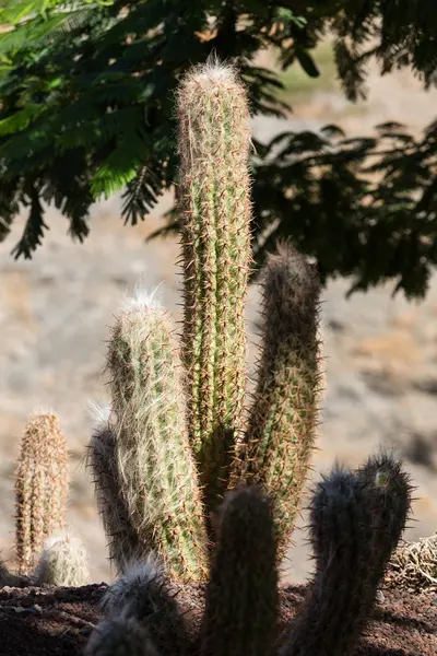 Hermosas plantas de cactus suculentas en el jardín —  Fotos de Stock