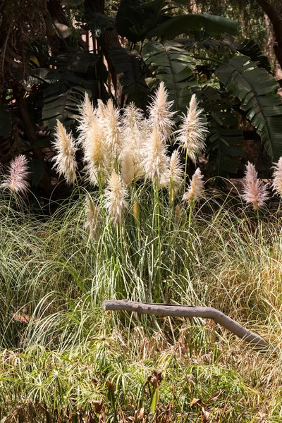 Tropischer Garten im Oasenpark auf Fuerteventura. Kanarische Insel. Spanien — Stockfoto