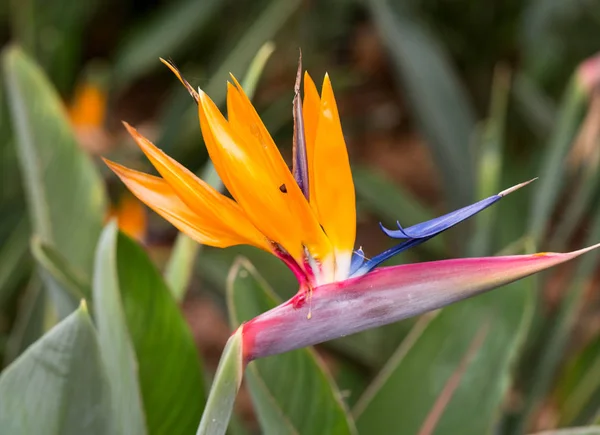 Tropische bloem strelitzia of paradijsvogel bloem in Funchal op het eiland Madeira, Portugal. — Stockfoto