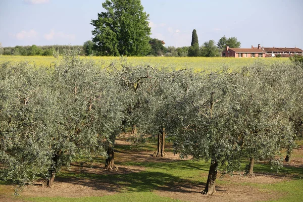 De olijfgaard in Lazise aan het Gardameer. Italië — Stockfoto