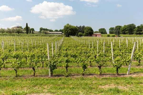 Vineyards in the Valpolicella region in Italy — Stock Photo, Image