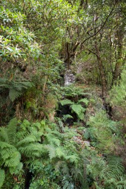 Tropikal orman Dağları Madeira Adası'nda. Portekiz