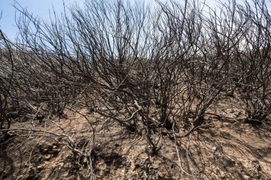 Dünya Mirası ormanlar Madeira korkunç 2016 yılında ateş tarafından yok. Bazı ağaçlar yaşamın büyük olacak ve bu felaket atlattı.