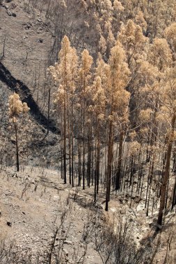 Dünya Mirası ormanlar Madeira korkunç 2016 yılında ateş tarafından yok. Bazı ağaçlar yaşamın büyük olacak ve bu felaket atlattı.