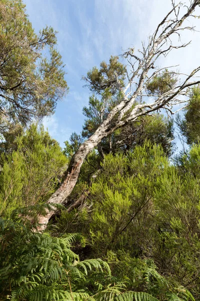 Las tropikalny w górach na wyspie Madera. Portugalia — Zdjęcie stockowe