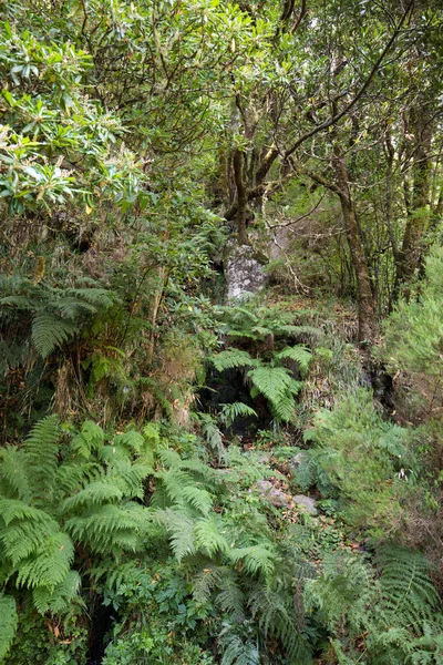 Tropikal orman Dağları Madeira Adası'nda. Portekiz