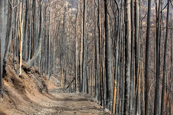 World heritage forests of Madeira terribly destroyed by fires in 2016. Some of trees have enormous will of life and survived this disaster. — Stock Photo, Image