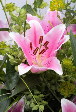 Pembe zambak çiçeğine yaklaş