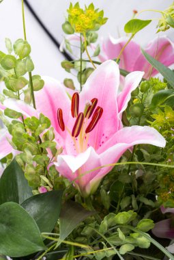 Pembe zambak çiçeğine yaklaş