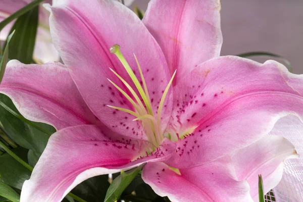 Close up de flor de lírio rosa — Fotografia de Stock