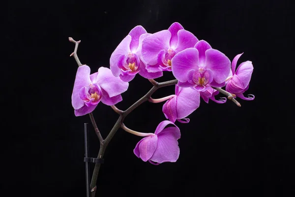 Detailní záběr růžový pruhovaný orchidej květina — Stock fotografie