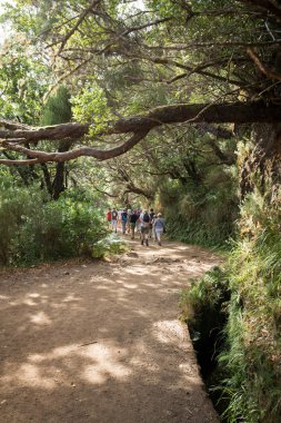 Turist sulama kanalları yürüyor. Levada tropikal ormanda, Madeira Adası, Portekiz olarak bilinen tarihi su sistemi