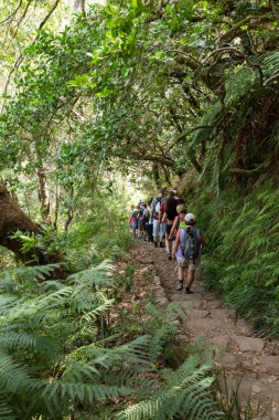 Turist sulama kanalları yürüyor. Levada tropikal ormanda, Madeira Adası, Portekiz olarak bilinen tarihi su sistemi