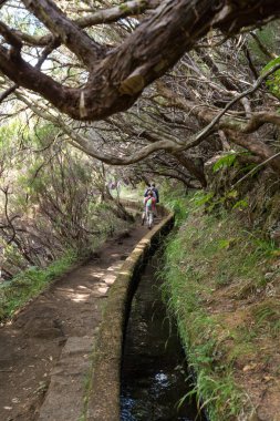 Turist sulama kanalları yürüyor. Levada tropikal ormanda, Madeira Adası, Portekiz olarak bilinen tarihi su sistemi