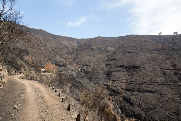 Dünya Mirası ormanlar Madeira korkunç 2016 yılında ateş tarafından yok. Bazı ağaçlar yaşamın büyük olacak ve bu felaket atlattı.
