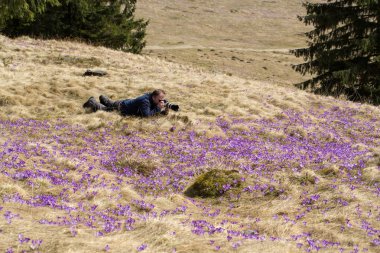 Bir fotoğrafçı ve çiğdemler çayır üzerinde bir sürü. Chocholowska Vadisi, Polonya