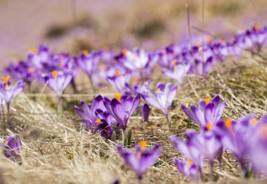 Çiğdemler çayır, ilk bahar çiçek üzerinde