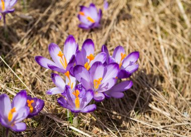 Çiğdemler çayır, ilk bahar çiçek üzerinde