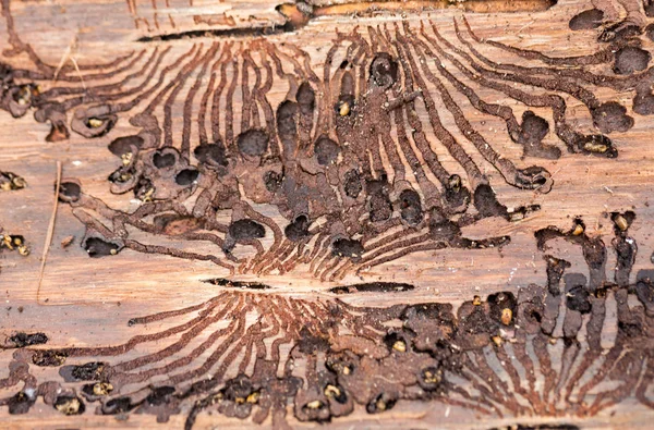El escarabajo europeo de la corteza de abeto. Rastros de una plaga en la corteza de un árbol —  Fotos de Stock