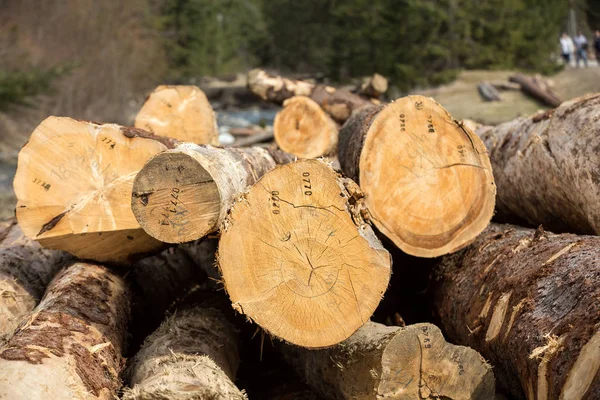 Boyutlanmış uzun pine günlükleri farklı boyutlarda yalan bir yerde.