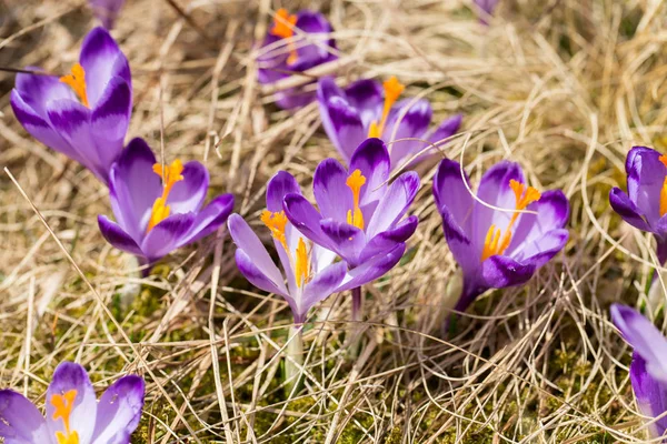 Krókuszok a réten, az első tavaszi virágok — Stock Fotó