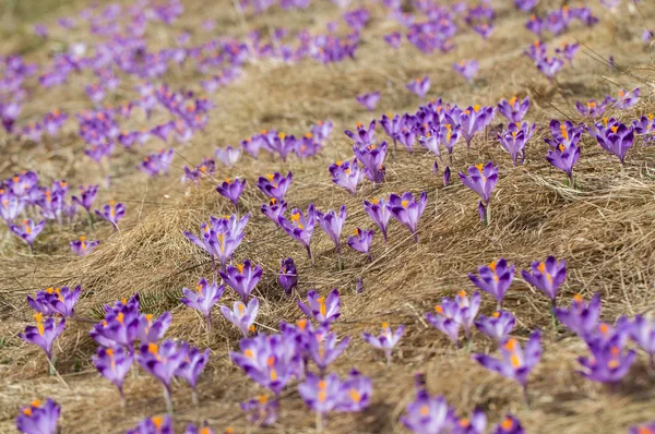 Çiğdemler çayır, ilk bahar çiçek üzerinde