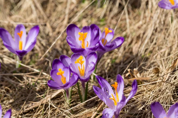 Çiğdemler çayır, ilk bahar çiçek üzerinde