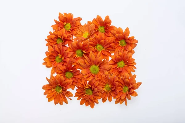 Zbliżenie kwiatów chryzantemy — Zdjęcie stockowe