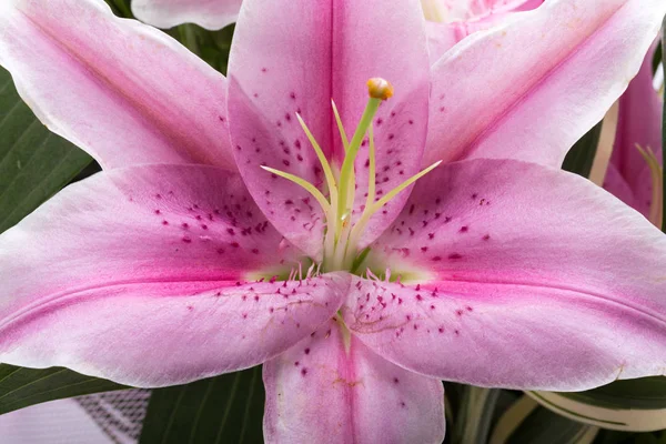 Close up de flor de lírio rosa — Fotografia de Stock